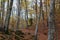 Autumn colours in the Fageda dâ€™En JordÃ  beech forest, Garrotxa Volcanic Zone Natural Park, Catalonia